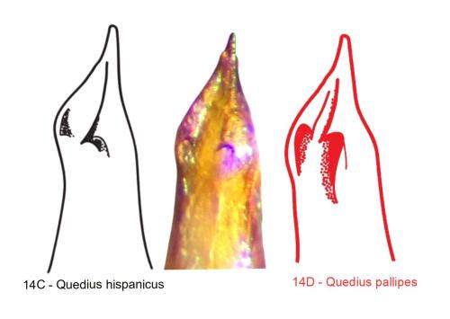 Quedius hispanicus